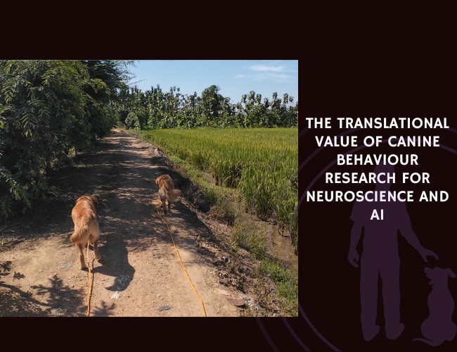 The Translational Value of Canine Behaviour Research for Neuroscience and AI
