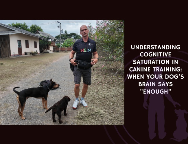 Understanding Cognitive Saturation in Canine Training When Your Dog's Brain Says Enough