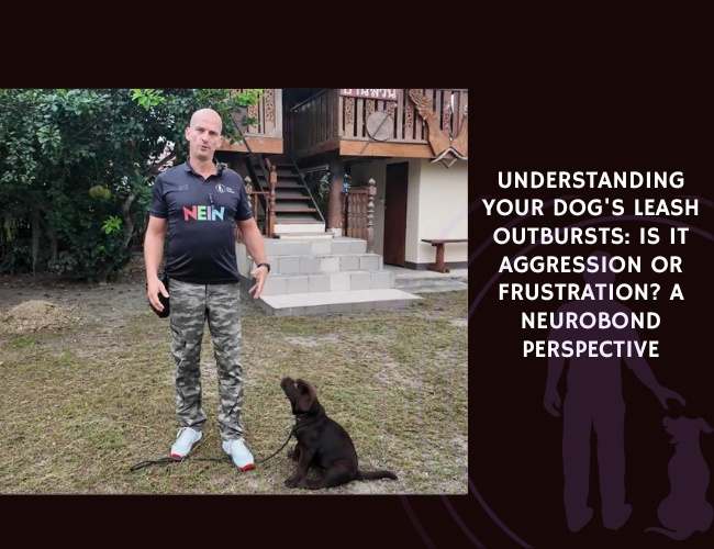 Understanding Your Dog's Leash Outbursts Is It Aggression or Frustration A NeuroBond Perspective