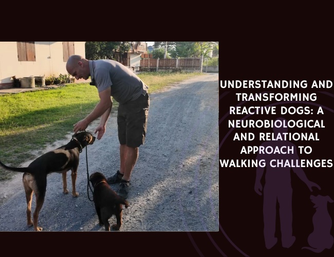Understanding and Transforming Reactive Dogs A Neurobiological and Relational Approach to Walking Challenges