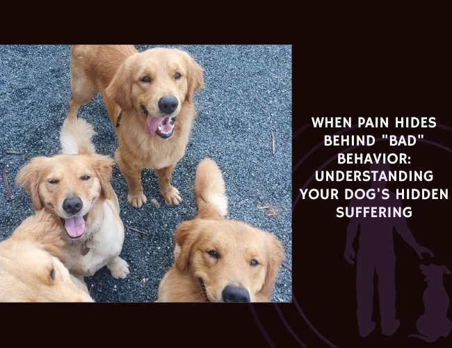 When Pain Hides Behind Bad Behavior Understanding Your Dog's Hidden Suffering