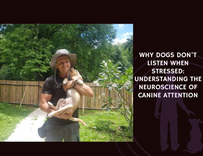 Why Dogs Don’t Listen When Stressed The Neuroscience of Attention