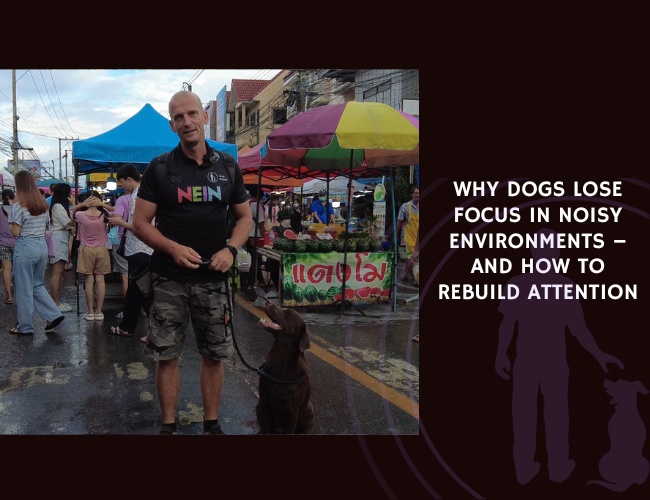 Why Dogs Lose Focus in Noisy Environments – and How to Rebuild Attention
