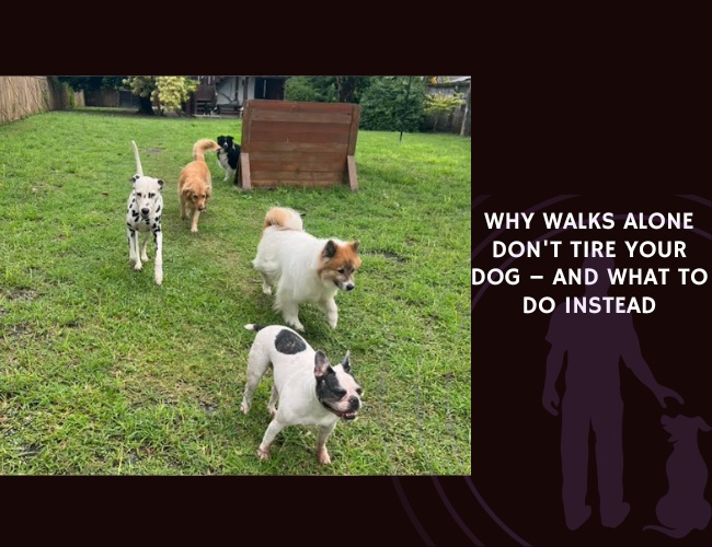 Why Walks Alone Don't Tire Your Dog – and What to Do Instead