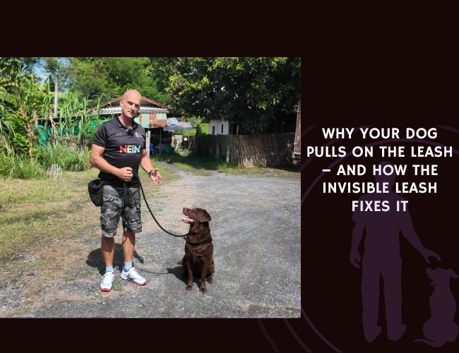 Why Your Dog Pulls on the Leash – and How the Invisible Leash Fixes It