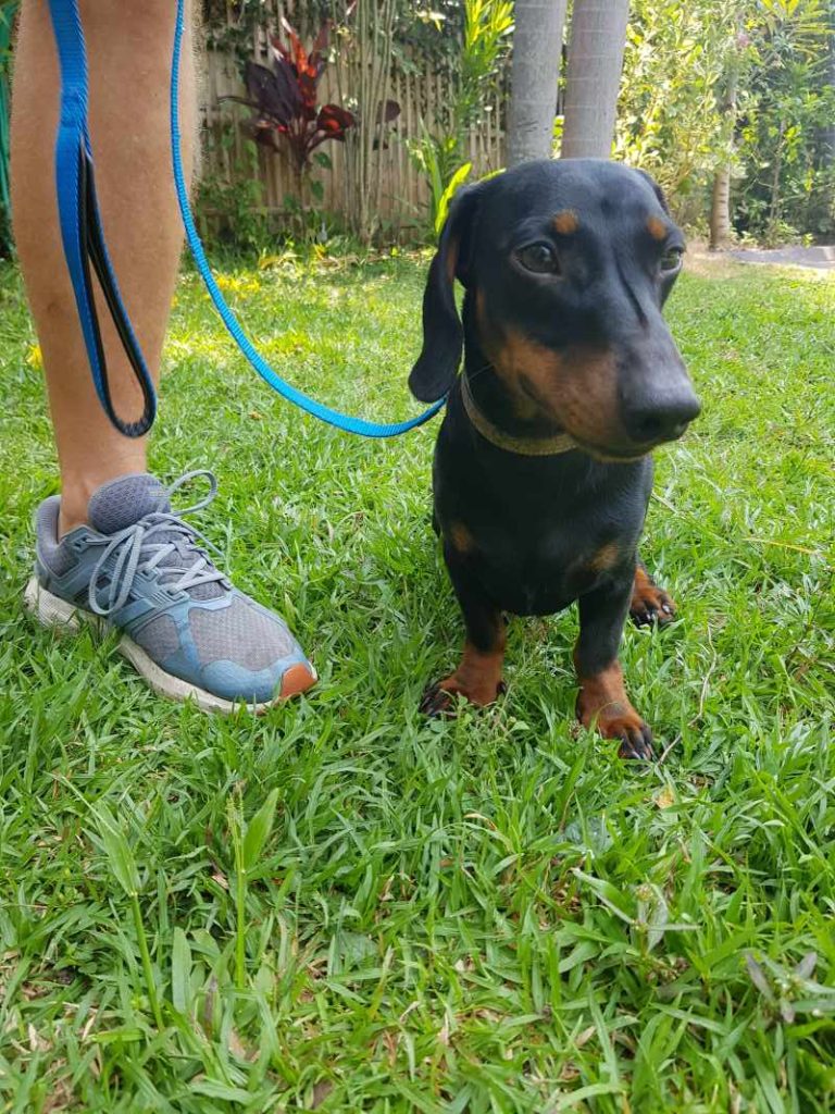 Dachshund standing on green grass
