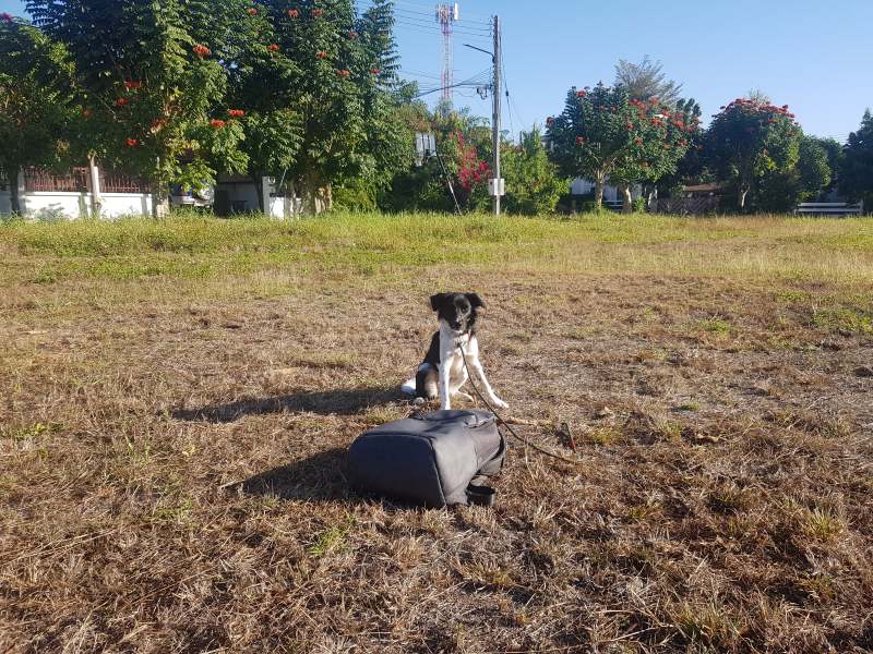 Dog sitting on dry grass