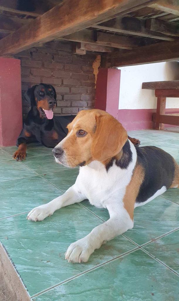 Two dogs resting on tiled floor.