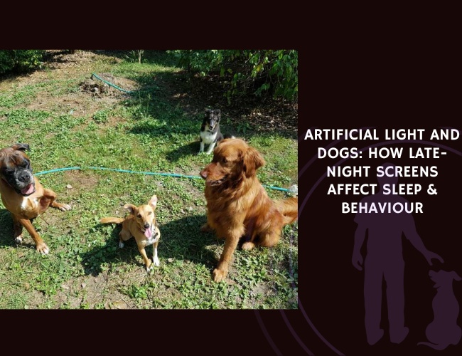 Artificial Light and Dogs How Late-Night Screens Affect Sleep & Behaviour