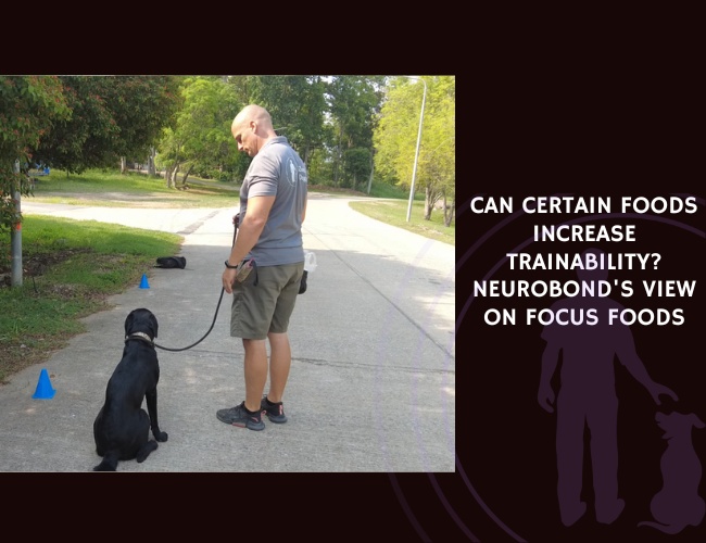 Can Certain Foods Increase Trainability NeuroBond's View on Focus Foods
