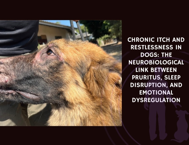Chronic Itch and Restlessness in Dogs The Neurobiological Link Between Pruritus, Sleep Disruption, and Emotional Dysregulation