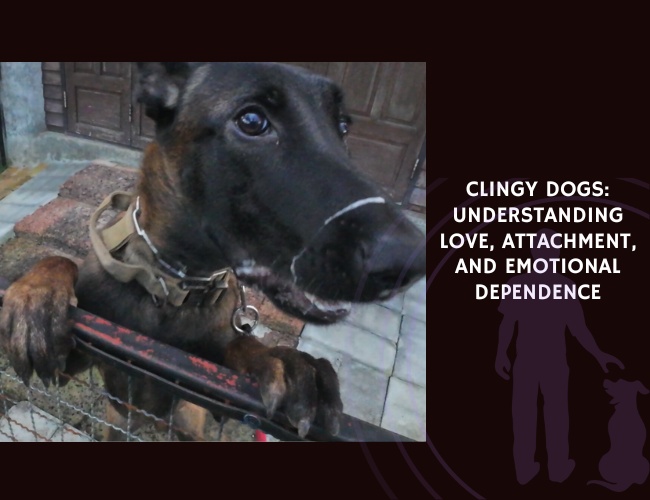 Clingy Dogs Understanding Love, Attachment, and Emotional Dependence