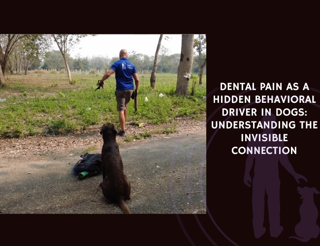 Dental Pain as a Hidden Behavioral Driver in Dogs Understanding the Invisible Connection