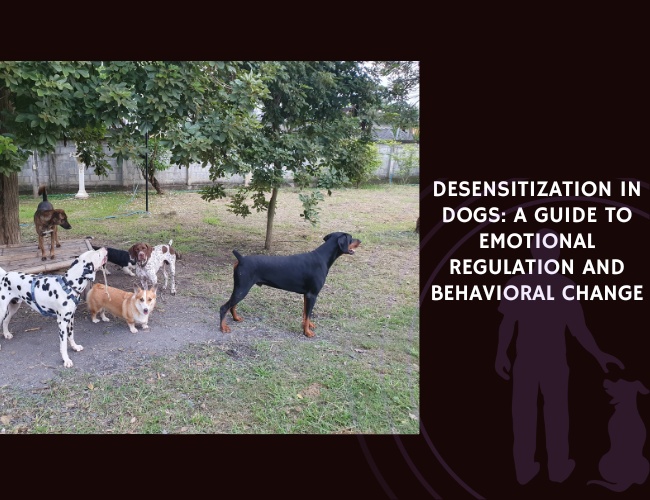 Desensitization in Dogs A Guide to Emotional Regulation and Behavioral Change