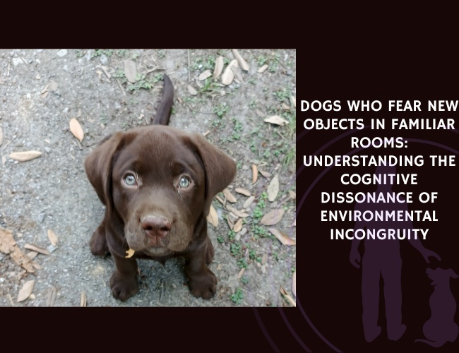 Dogs Who Fear New Objects in Familiar Rooms Understanding the Cognitive Dissonance of Environmental Incongruity