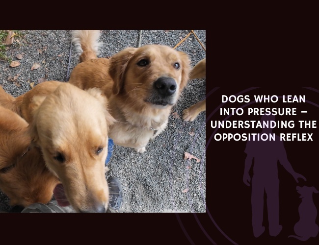Dogs Who Lean Into Pressure – Understanding the Opposition Reflex