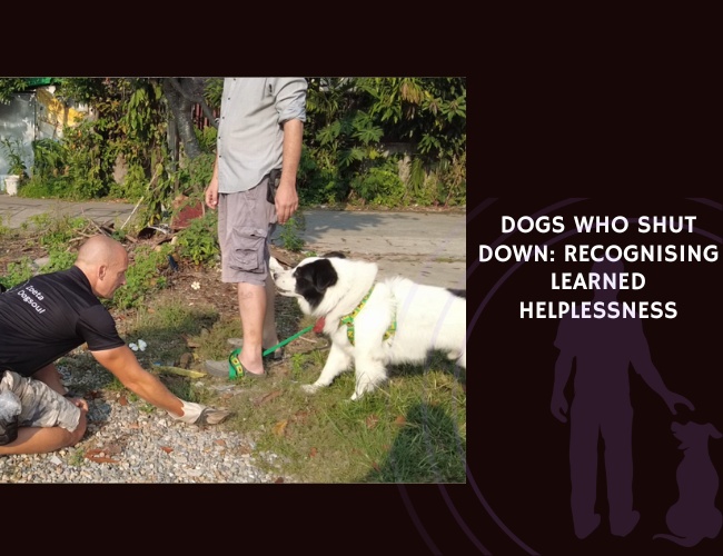 Dogs Who Shut Down Recognising Learned Helplessness