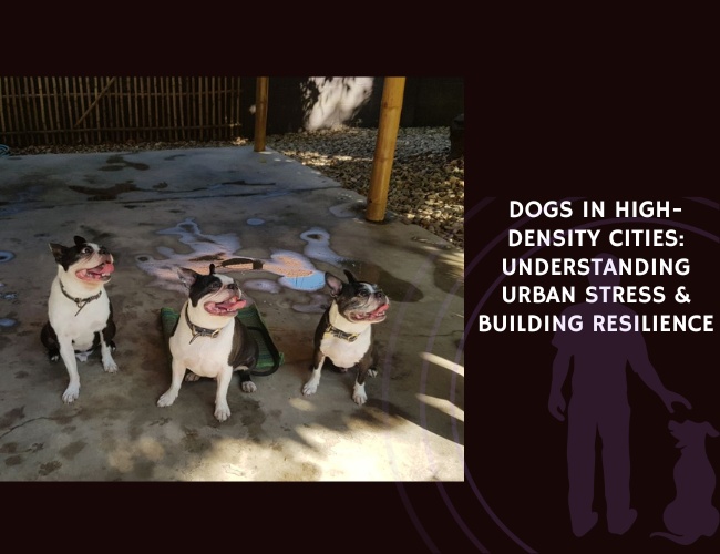 Dogs in High-Density Cities Understanding Urban Stress & Building Resilience