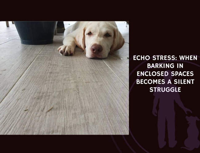 Echo Stress When Barking in Enclosed Spaces Becomes a Silent Struggle