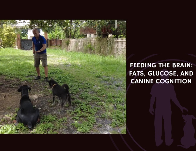Feeding the Brain Fats, Glucose, and Canine Cognition