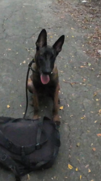 Dog sitting beside a backpack.
