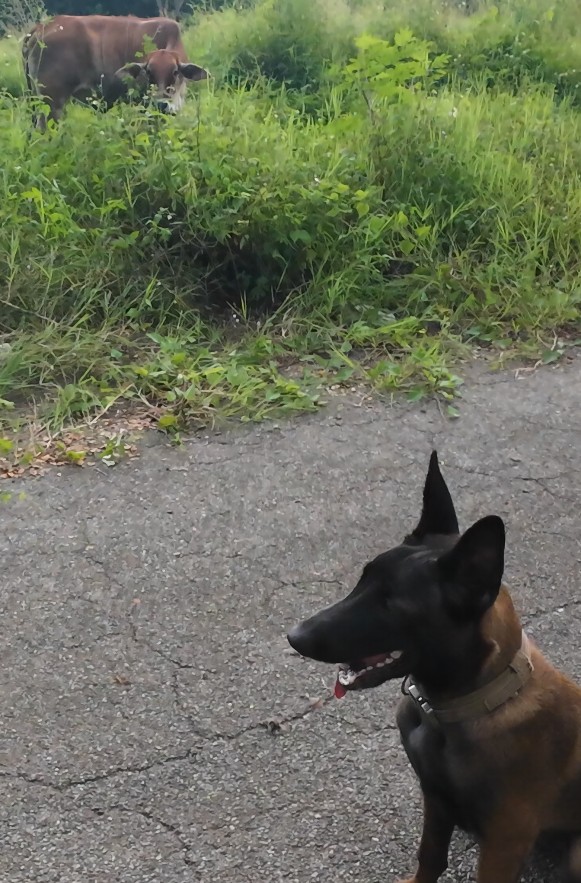 Dog watching cow in grassy area