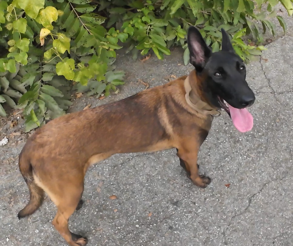Happy dog standing on pavement.
