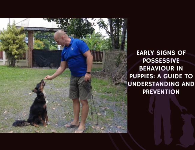 Early Signs of Possessive Behaviour in Puppies: A Guide to Understanding and Prevention
