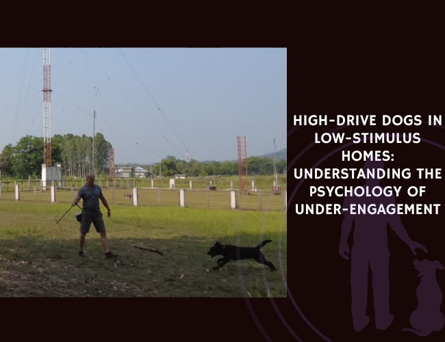 High-Drive Dogs in Low-Stimulus Homes Understanding the Psychology of Under-Engagement