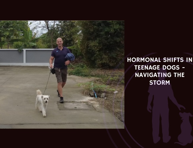 Hormonal Shifts in Teenage Dogs - Navigating the Storm