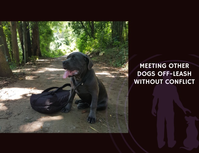 Meeting Other Dogs Off-Leash Without Conflict