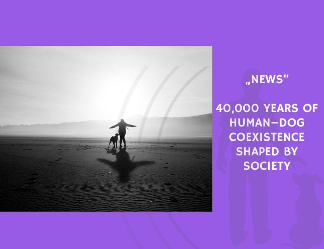 News-40,000 Years of Human–Dog Coexistence Shaped by Society