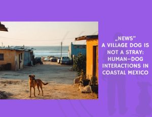 News A Village Dog Is Not a Stray Human–Dog Interactions in Coastal Mexico