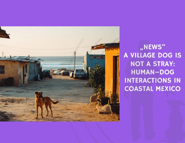 News A Village Dog Is Not a Stray Human–Dog Interactions in Coastal Mexico