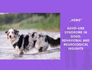 News-ADHD-like Syndrome in Dogs Behavioral and Neurological Insights