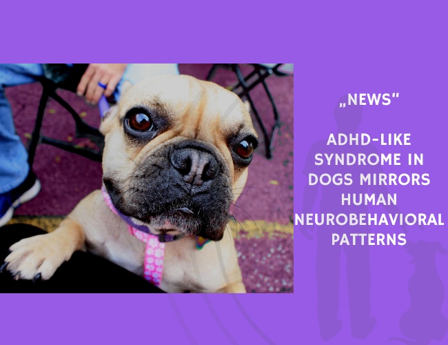 News-ADHD-like Syndrome in Dogs Mirrors Human Neurobehavioral Patterns