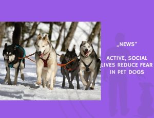 News-Active, Social Lives Reduce Fear in Pet Dogs