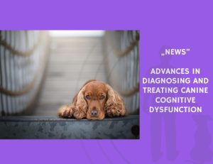 News-Advances in Diagnosing and Treating Canine Cognitive Dysfunction