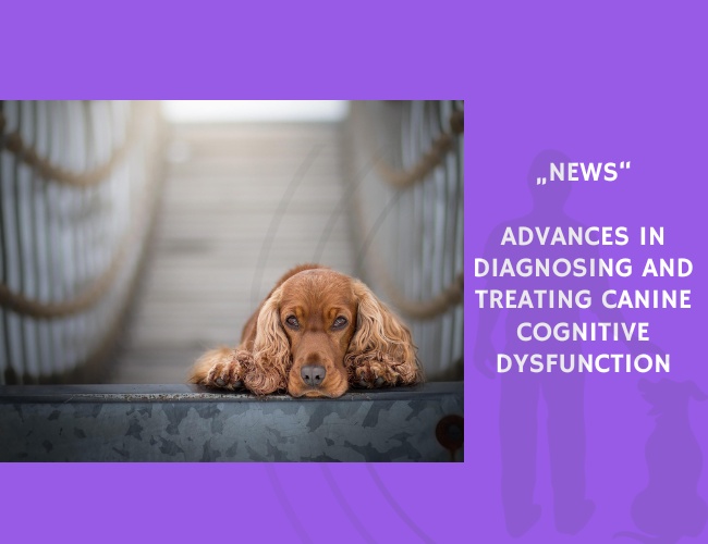News-Advances in Diagnosing and Treating Canine Cognitive Dysfunction