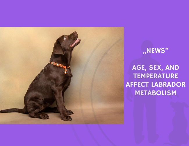 News-Age, Sex, and Temperature Affect Labrador Metabolism