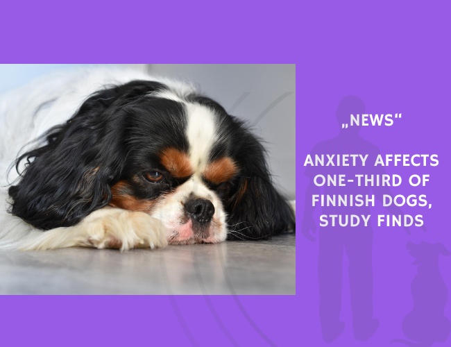 News-Anxiety Affects One-Third of Finnish Dogs, Study Finds