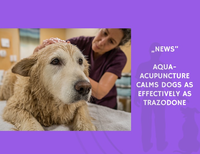 News-Aqua-Acupuncture Calms Dogs as Effectively as Trazodone