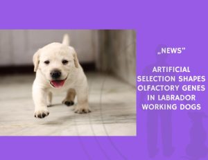 News-Artificial Selection Shapes Olfactory Genes in Labrador Working Dogs
