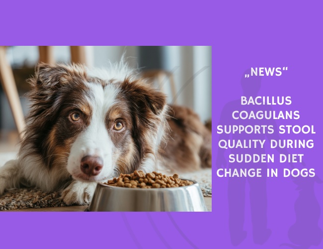News-Bacillus coagulans Supports Stool Quality During Sudden Diet Change in Dogs