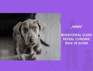 News-Behavioral Clues Reveal Chronic Pain in Dogs