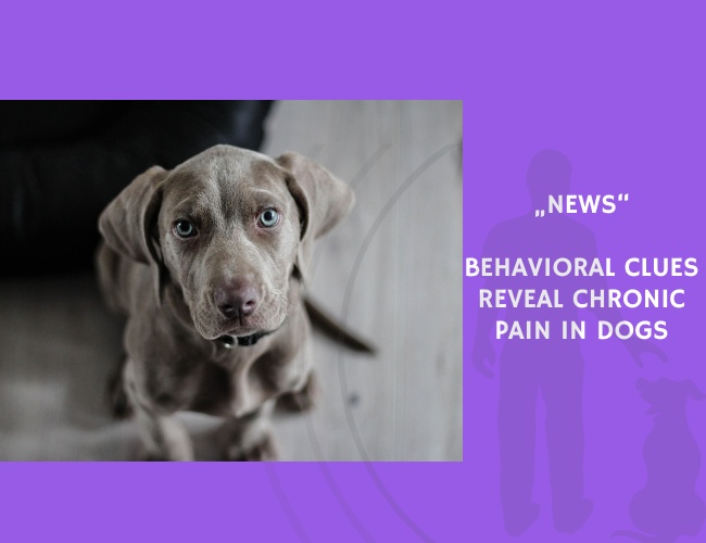 News-Behavioral Clues Reveal Chronic Pain in Dogs
