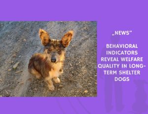 News-Behavioral Indicators Reveal Welfare Quality in Long-Term Shelter Dogs