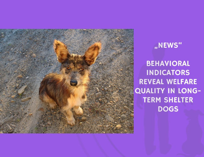 News-Behavioral Indicators Reveal Welfare Quality in Long-Term Shelter Dogs