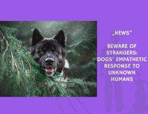 News-Beware of Strangers Dogs’ Empathetic Response to Unknown Humans