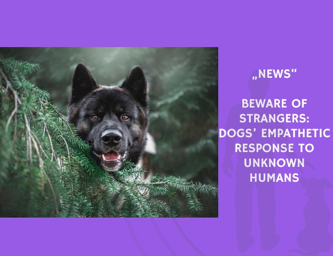 News-Beware of Strangers Dogs’ Empathetic Response to Unknown Humans